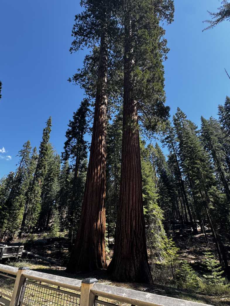 Mariposa Grove of Giant Sequoias 2