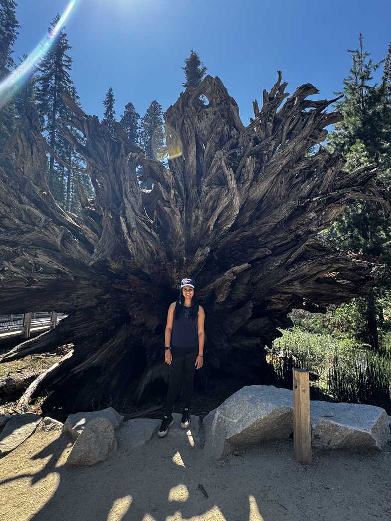 Mariposa Grove of Giant Sequoias 3